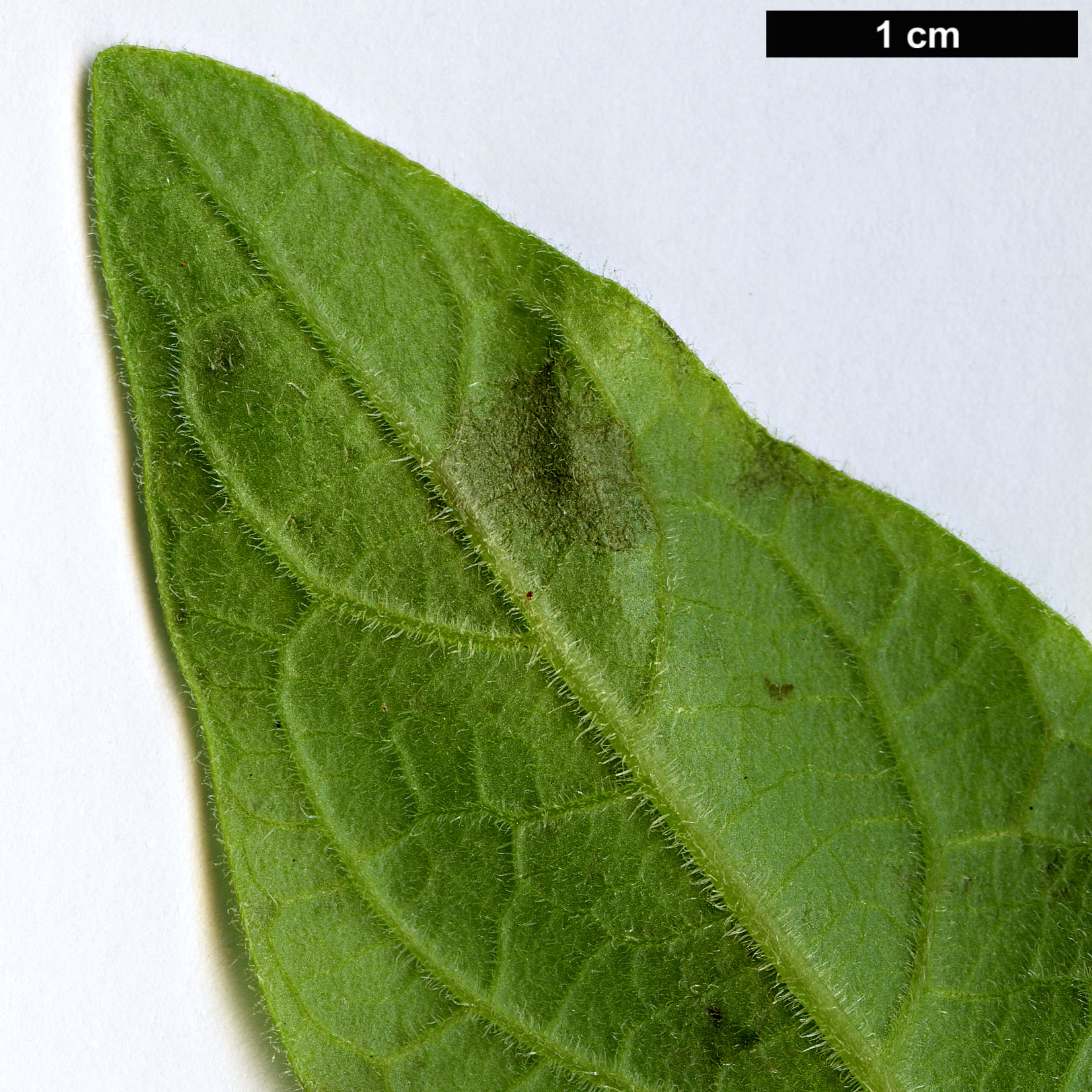 High resolution image: Family: Solanaceae - Genus: Brugmansia - Taxon: sanguinea