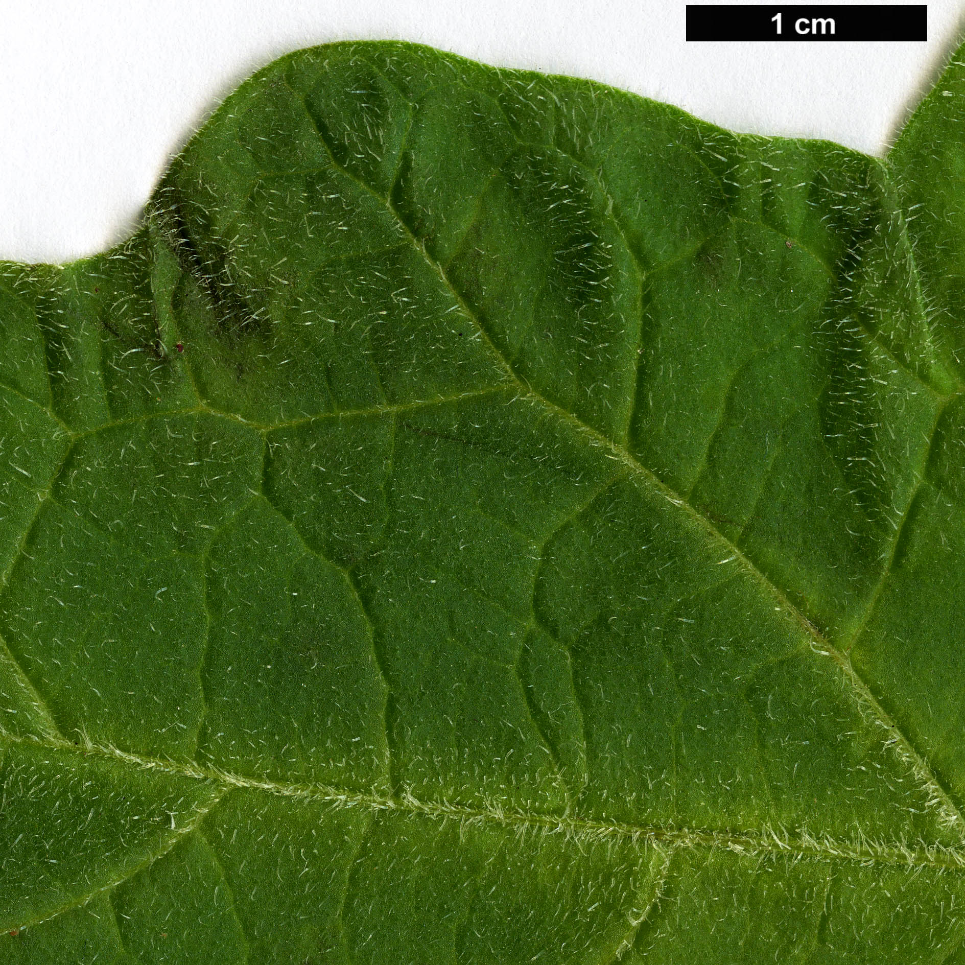 High resolution image: Family: Solanaceae - Genus: Brugmansia - Taxon: sanguinea