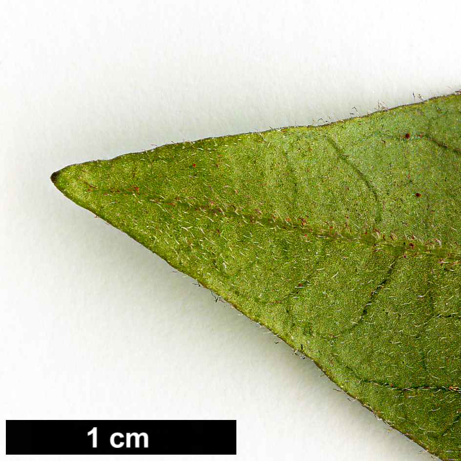 High resolution image: Family: Solanaceae - Genus: Cestrum - Taxon: elegans