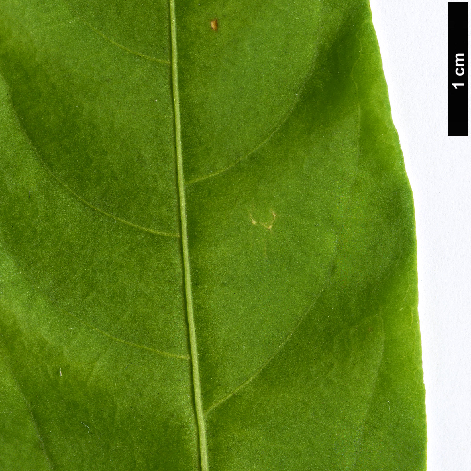 High resolution image: Family: Solanaceae - Genus: Cestrum - Taxon: nocturnum