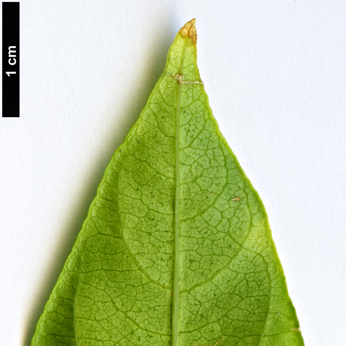 High resolution image: Family: Solanaceae - Genus: Cestrum - Taxon: nocturnum