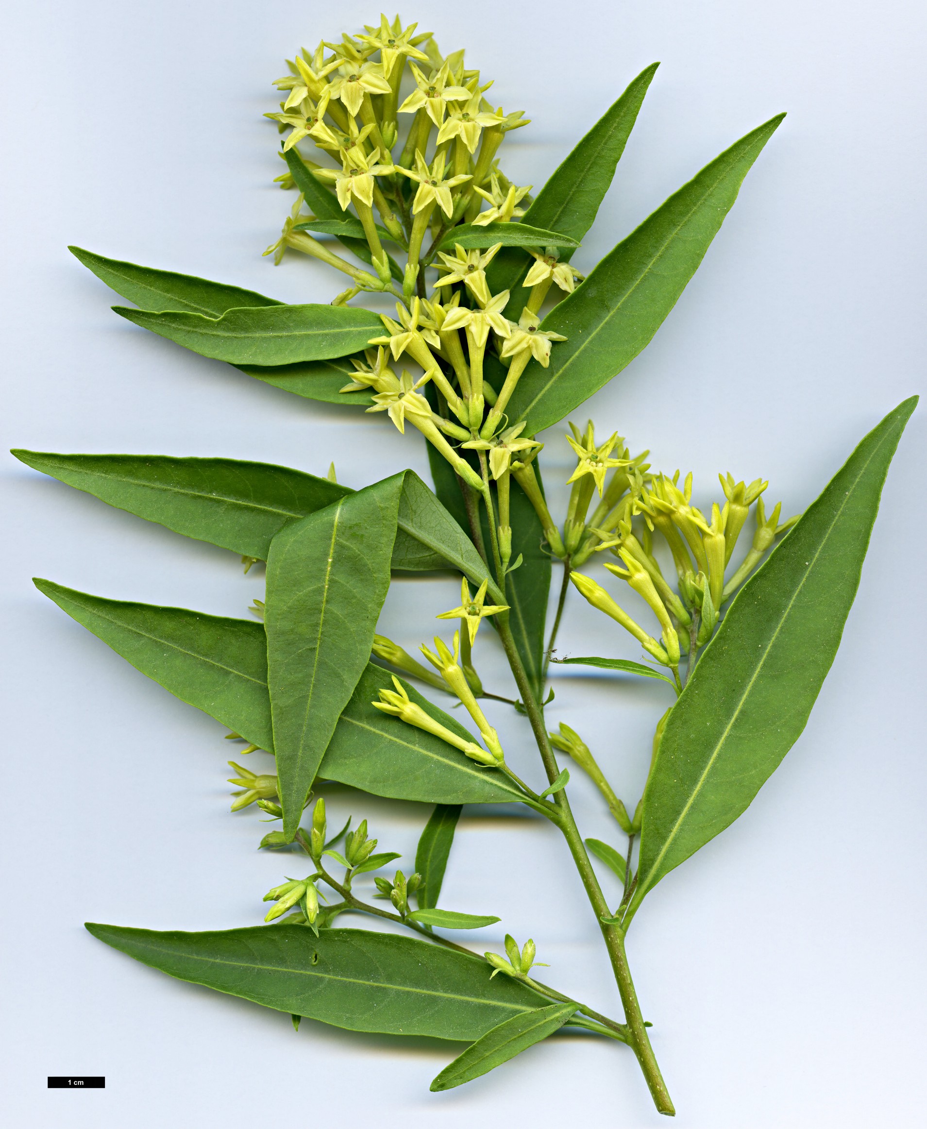 High resolution image: Family: Solanaceae - Genus: Cestrum - Taxon: parqui