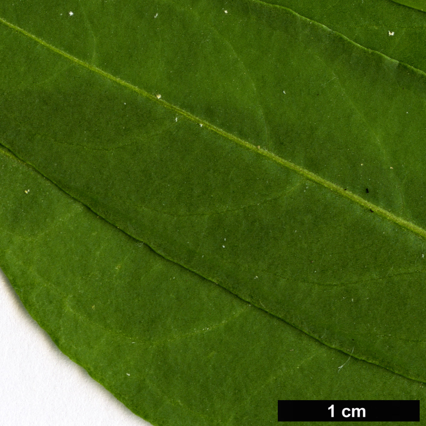 High resolution image: Family: Solanaceae - Genus: Cestrum - Taxon: parqui