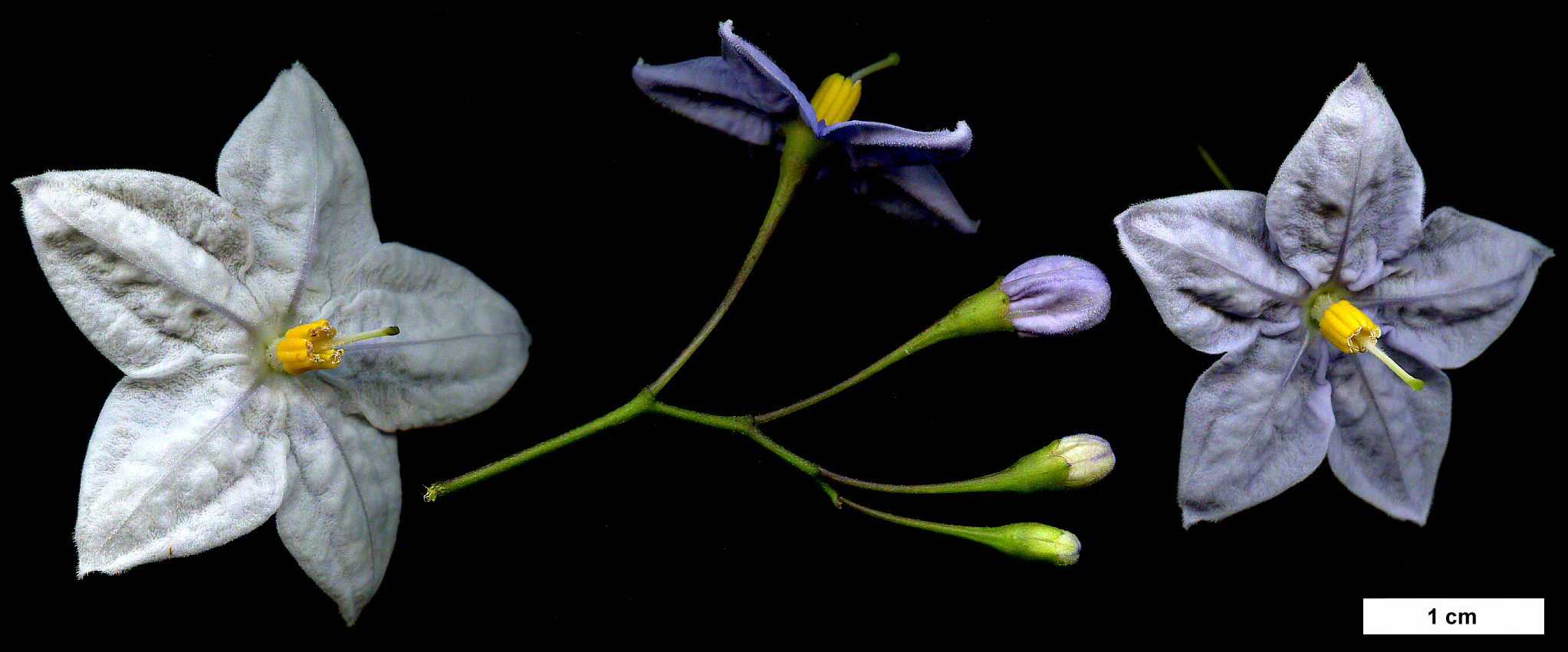 High resolution image: Family: Solanaceae - Genus: Solanum - Taxon: laxum