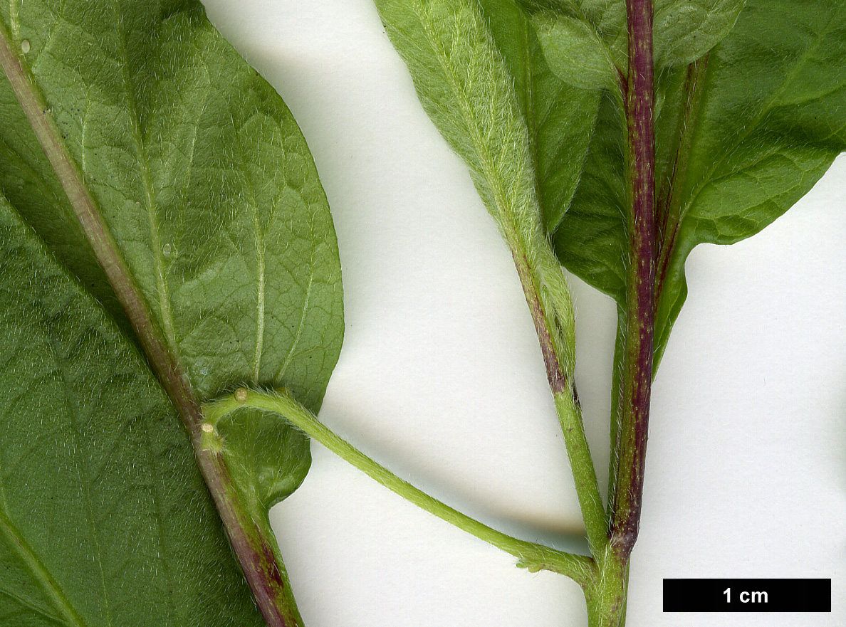 High resolution image: Family: Solanaceae - Genus: Solanum - Taxon: muricatum