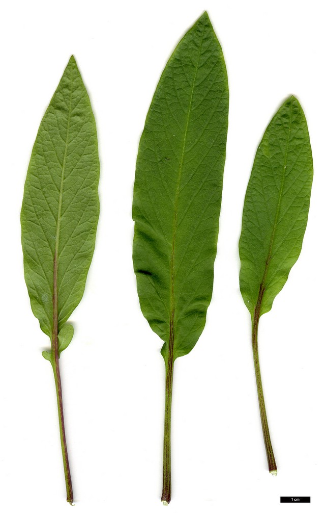 High resolution image: Family: Solanaceae - Genus: Solanum - Taxon: muricatum