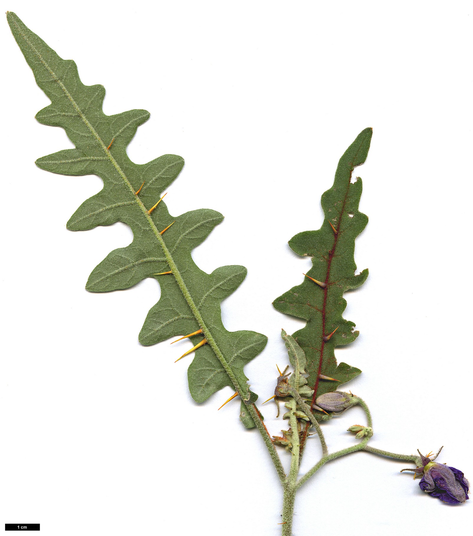 High resolution image: Family: Solanaceae - Genus: Solanum - Taxon: pyracanthos