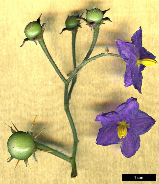 High resolution image: Family: Solanaceae - Genus: Solanum - Taxon: pyracanthos