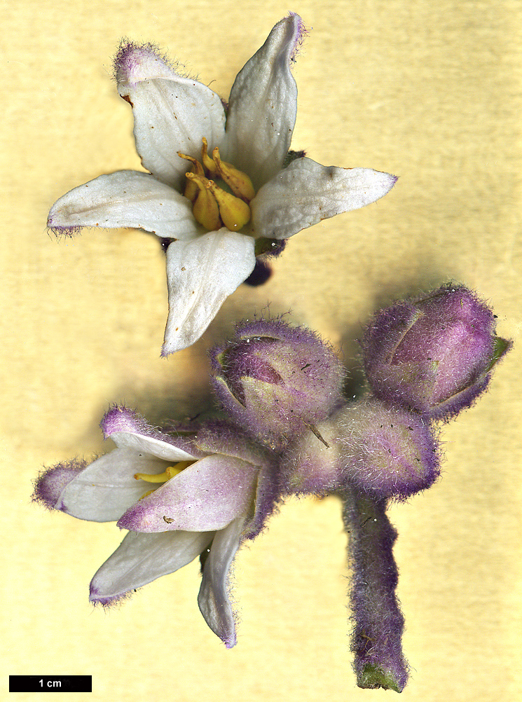 High resolution image: Family: Solanaceae - Genus: Solanum - Taxon: quitoense
