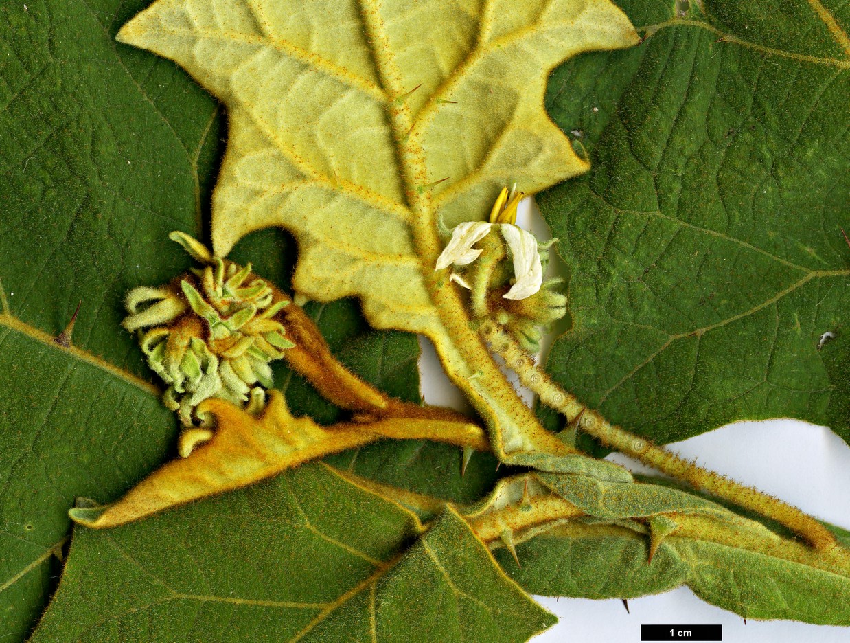 High resolution image: Family: Solanaceae - Genus: Solanum - Taxon: robustum