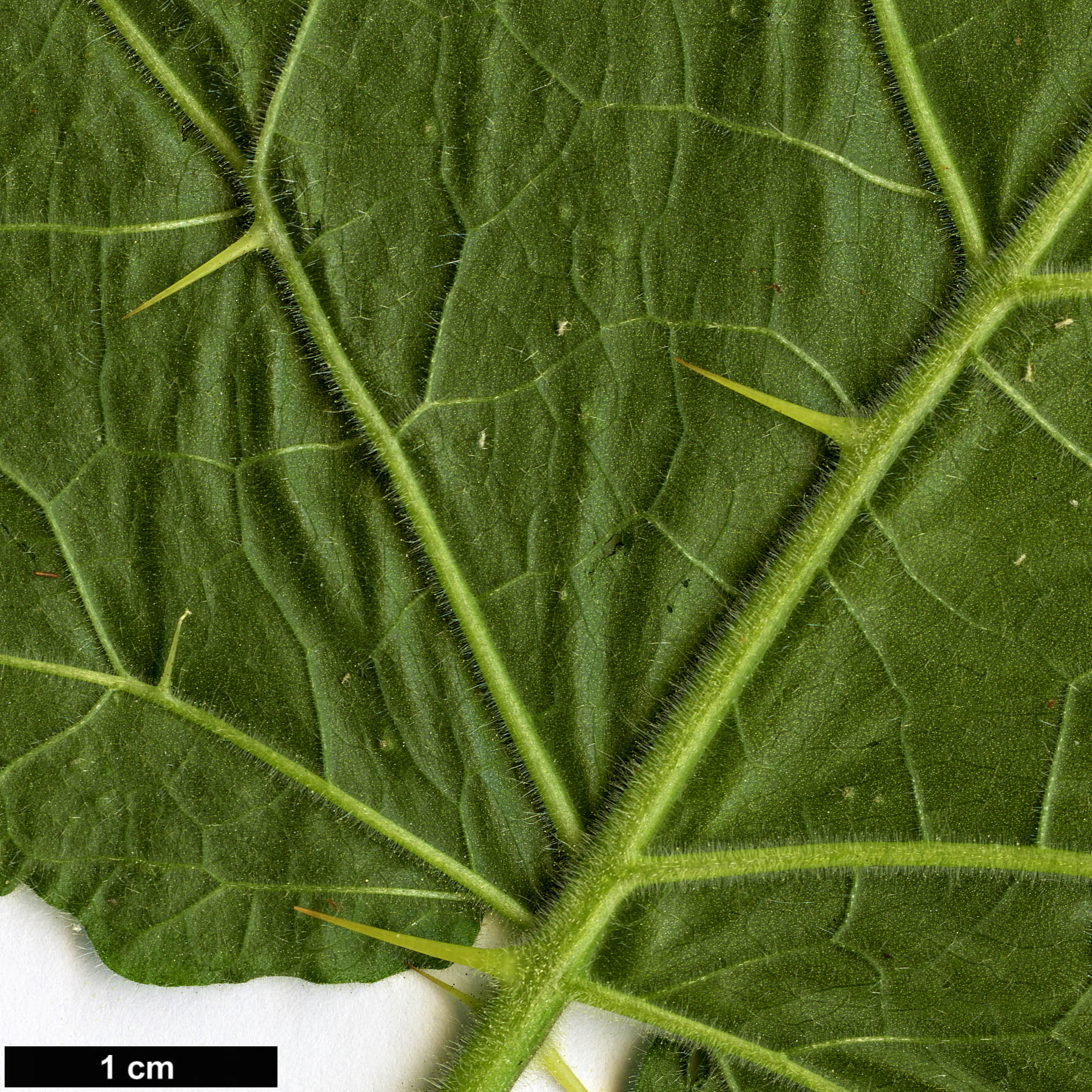 High resolution image: Family: Solanaceae - Genus: Solanum - Taxon: viarum