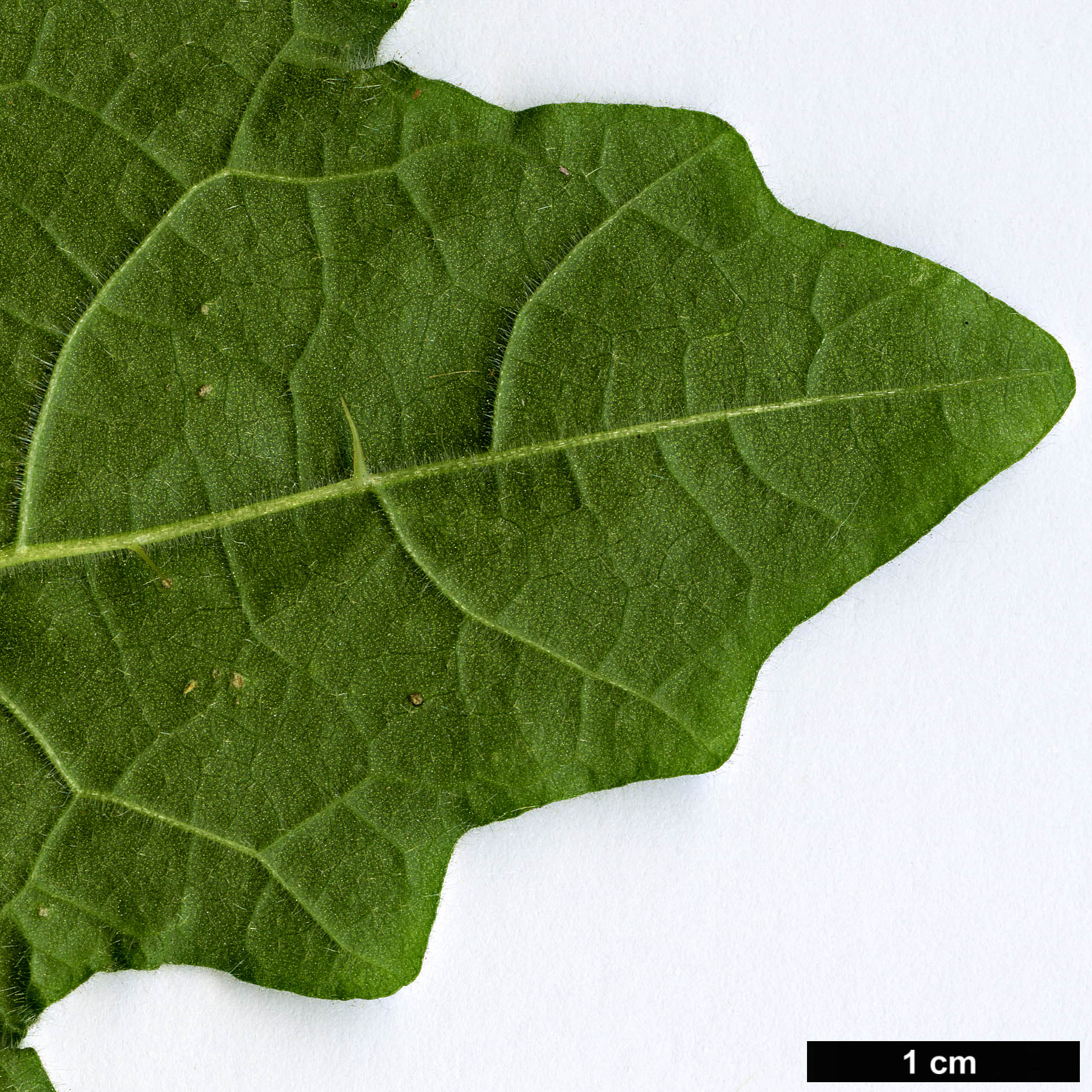 High resolution image: Family: Solanaceae - Genus: Solanum - Taxon: viarum