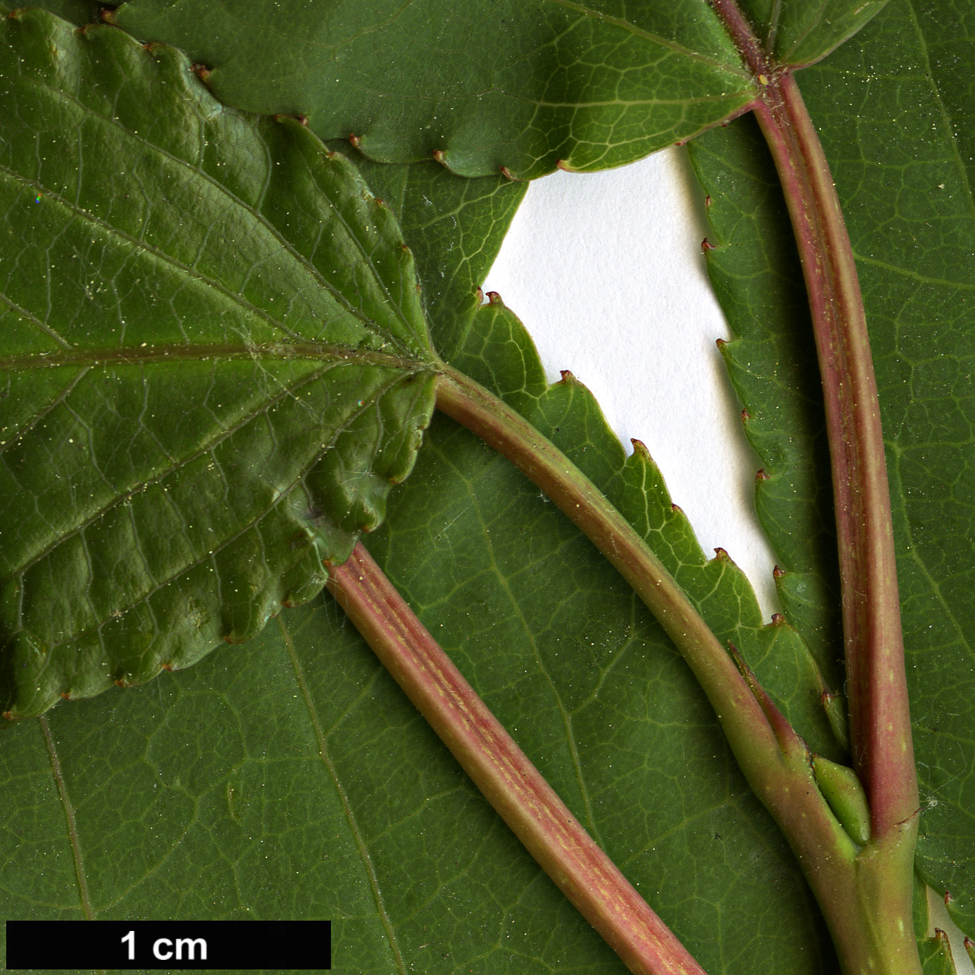 High resolution image: Family: Stachyuraceae - Genus: Stachyurus - Taxon: himalaicus
