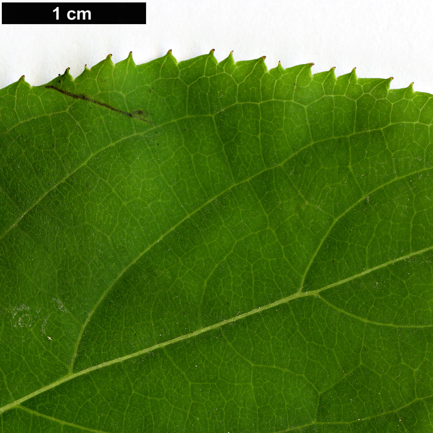 High resolution image: Family: Stachyuraceae - Genus: Stachyurus - Taxon: praecox
