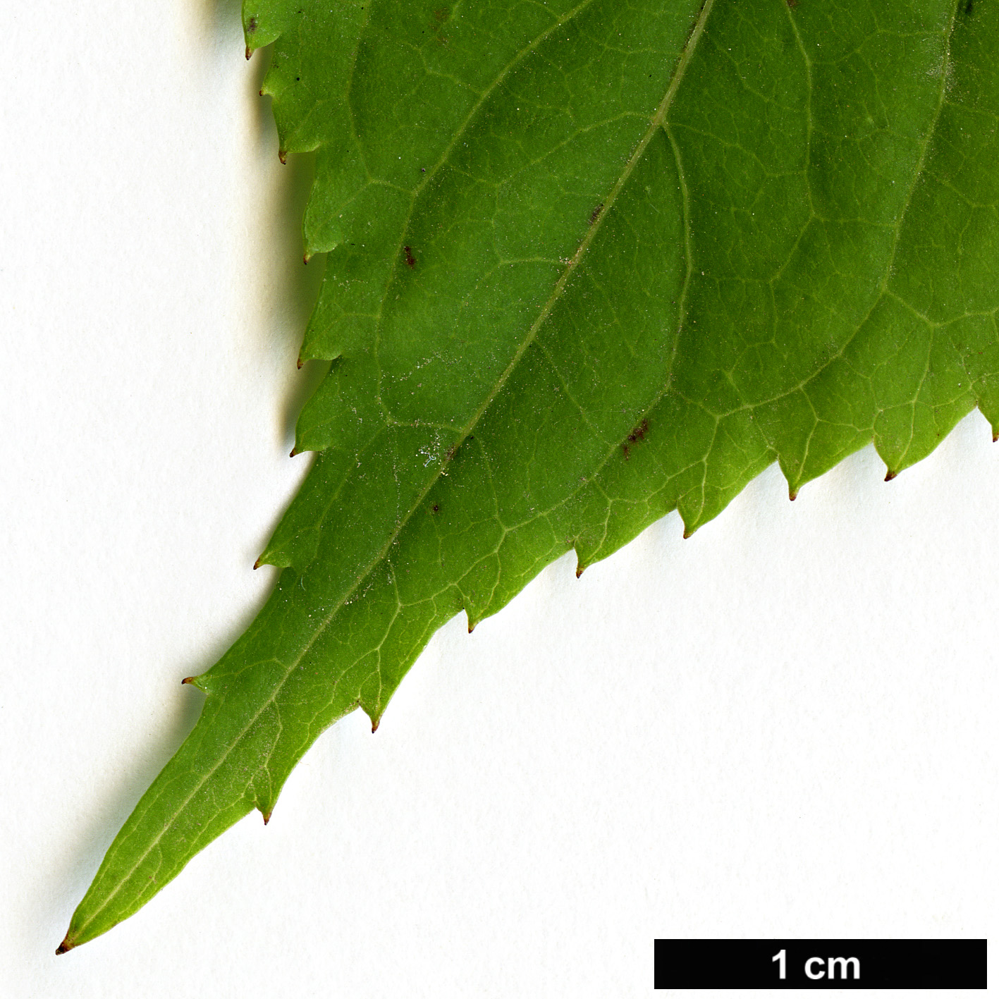 High resolution image: Family: Stachyuraceae - Genus: Stachyurus - Taxon: praecox