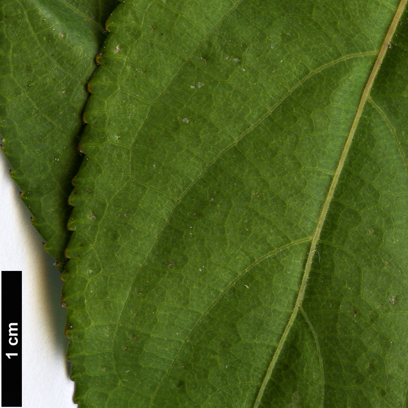 High resolution image: Family: Stachyuraceae - Genus: Stachyurus - Taxon: retusus