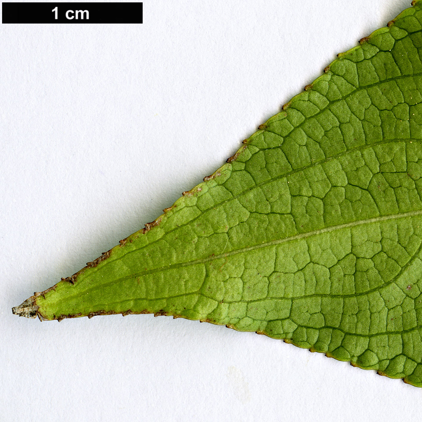 High resolution image: Family: Stachyuraceae - Genus: Stachyurus - Taxon: retusus