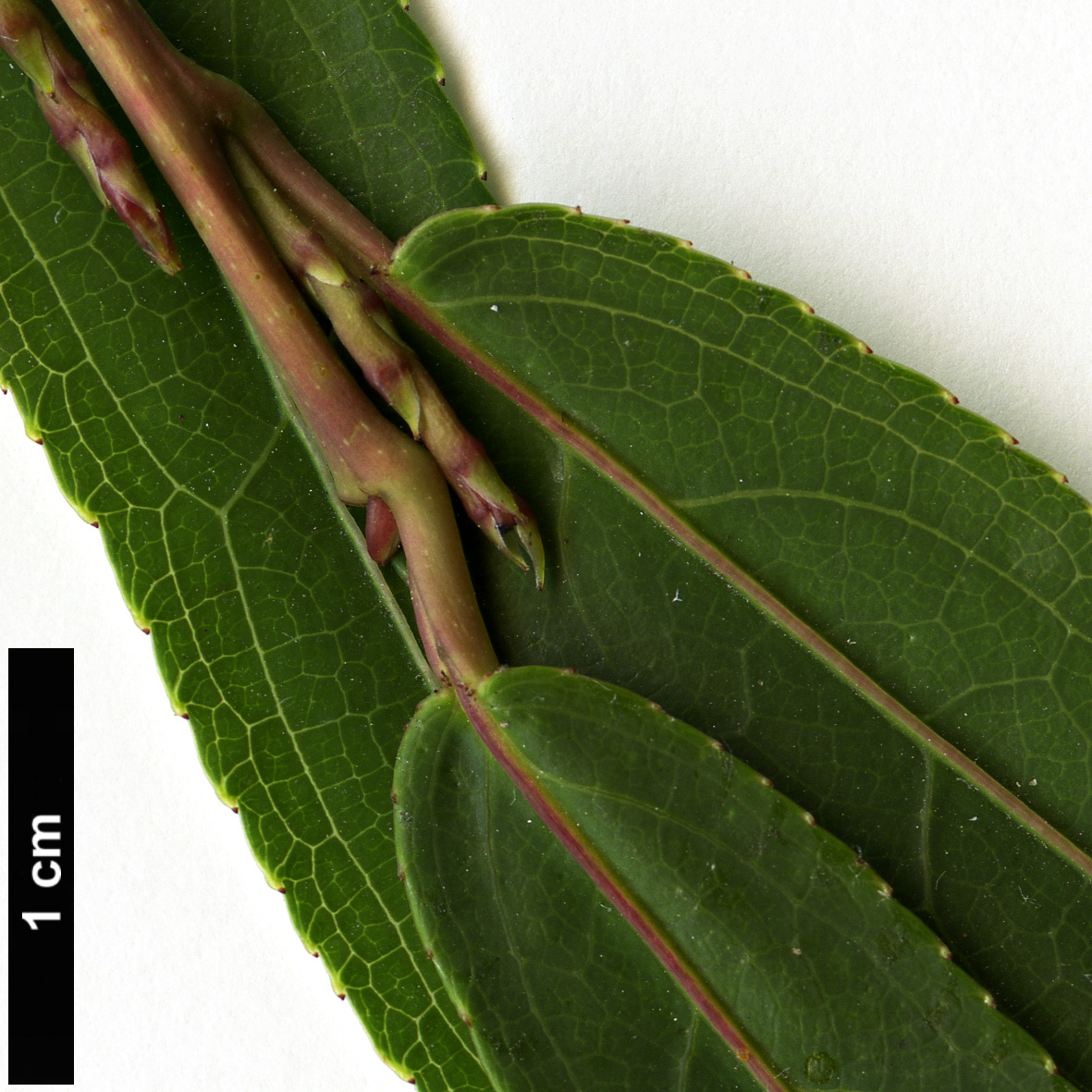 High resolution image: Family: Stachyuraceae - Genus: Stachyurus - Taxon: salicifolius