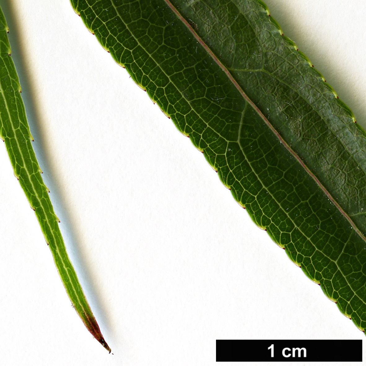 High resolution image: Family: Stachyuraceae - Genus: Stachyurus - Taxon: salicifolius