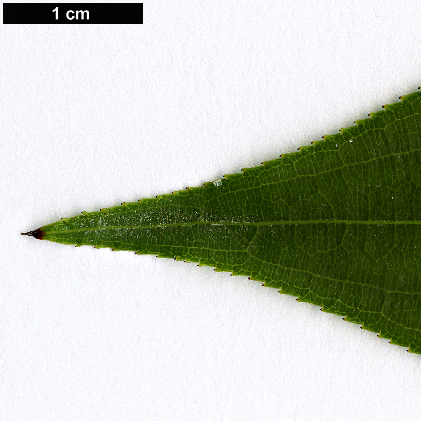 High resolution image: Family: Stachyuraceae - Genus: Stachyurus - Taxon: sigeyosii