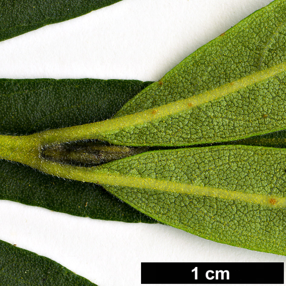 High resolution image: Family: Stilbaceae - Genus: Bowkeria - Taxon: citrina