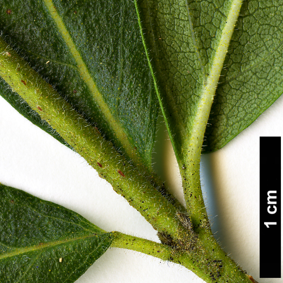 High resolution image: Family: Stilbaceae - Genus: Bowkeria - Taxon: citrina
