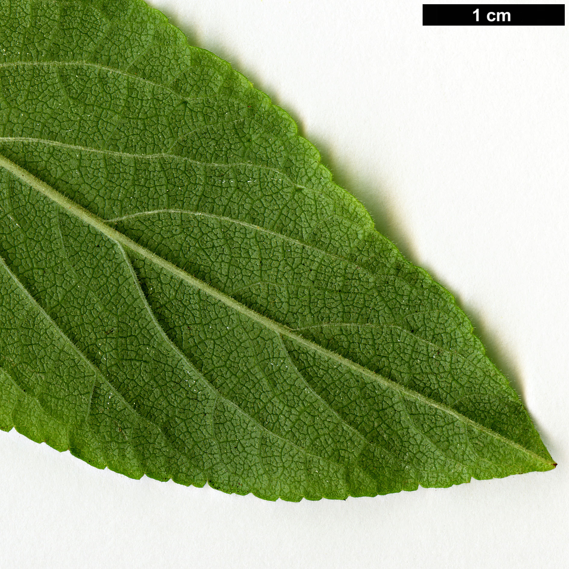High resolution image: Family: Stilbaceae - Genus: Bowkeria - Taxon: verticillata