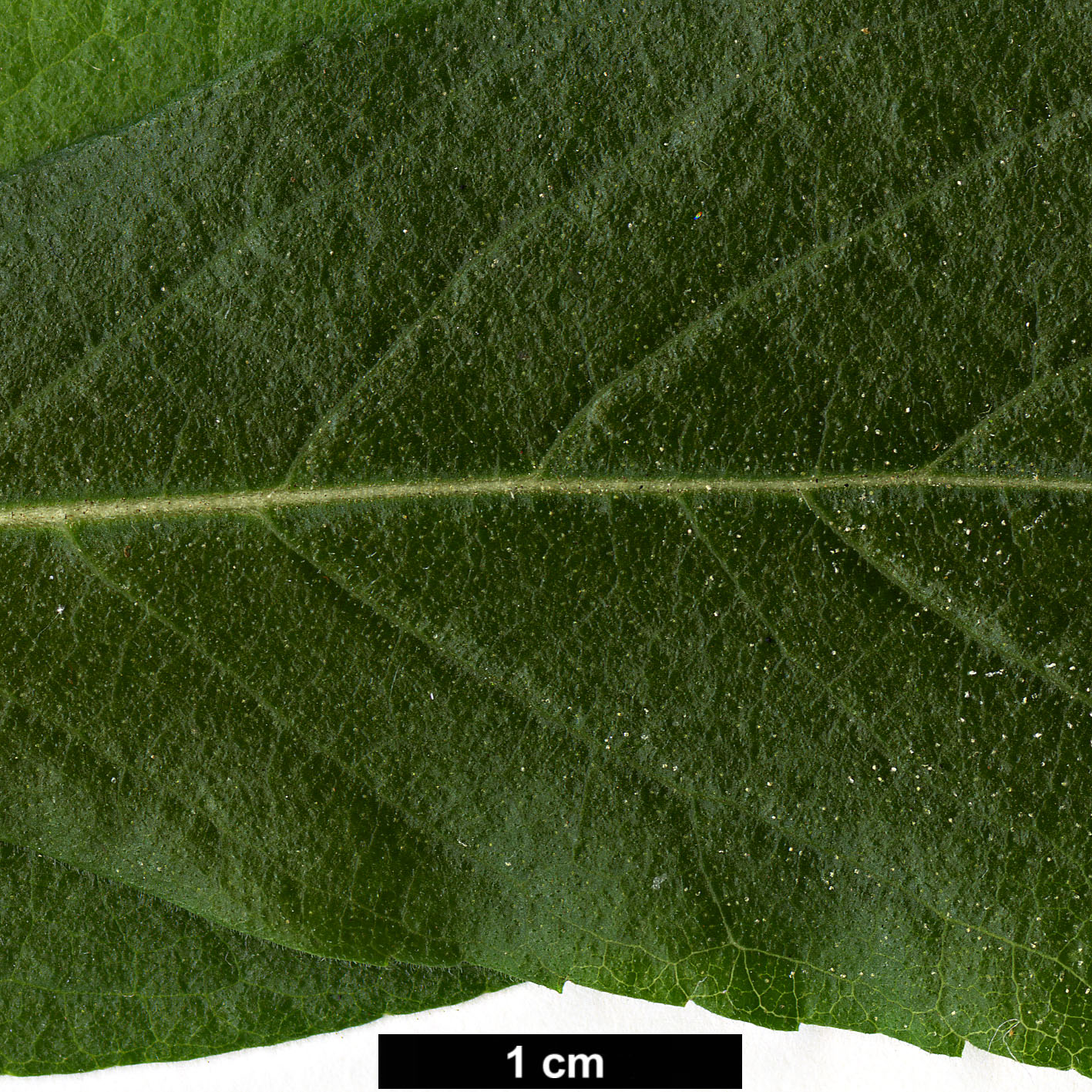 High resolution image: Family: Stilbaceae - Genus: Bowkeria - Taxon: verticillata