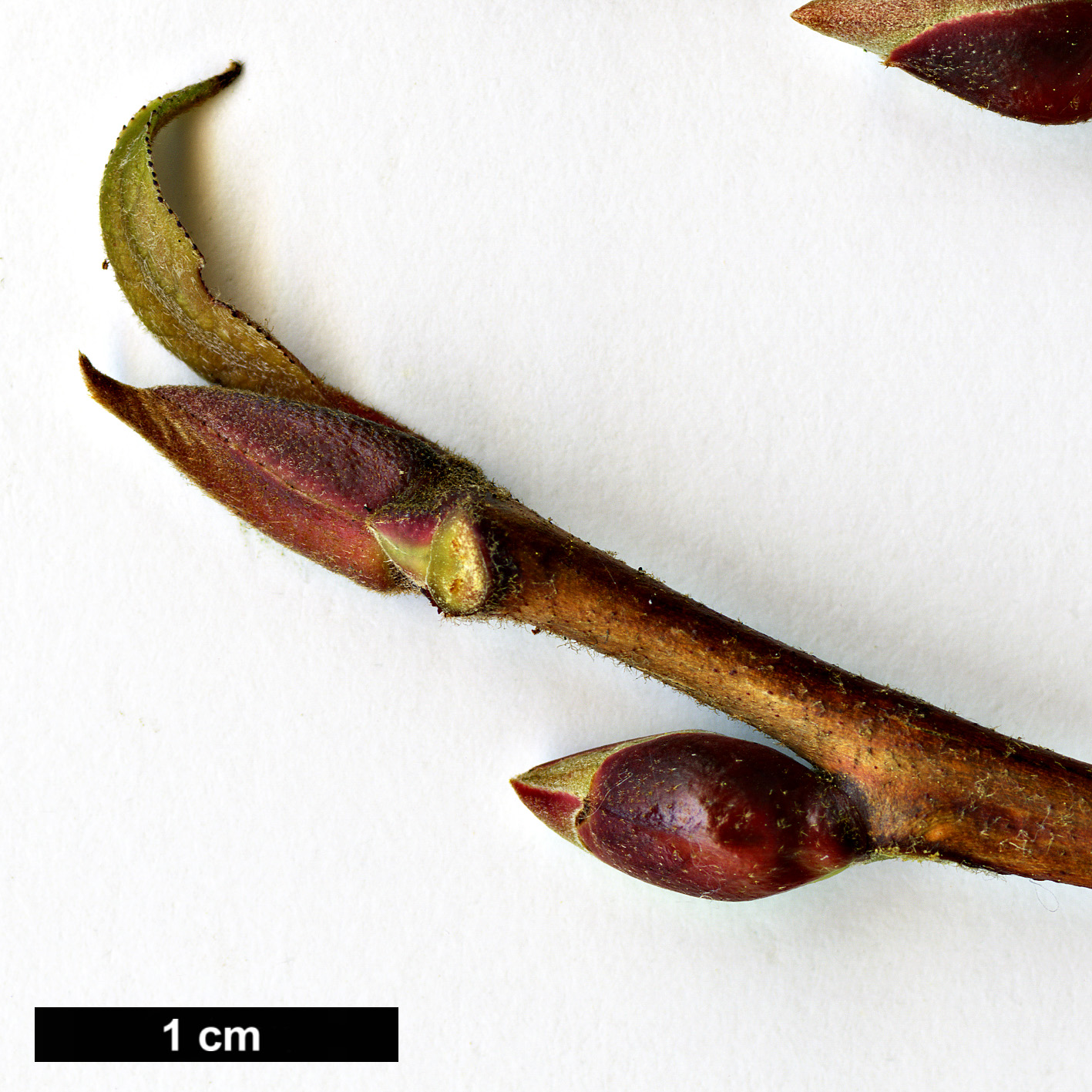 High resolution image: Family: Styracaceae - Genus: Rehderodendron - Taxon: macrocarpum