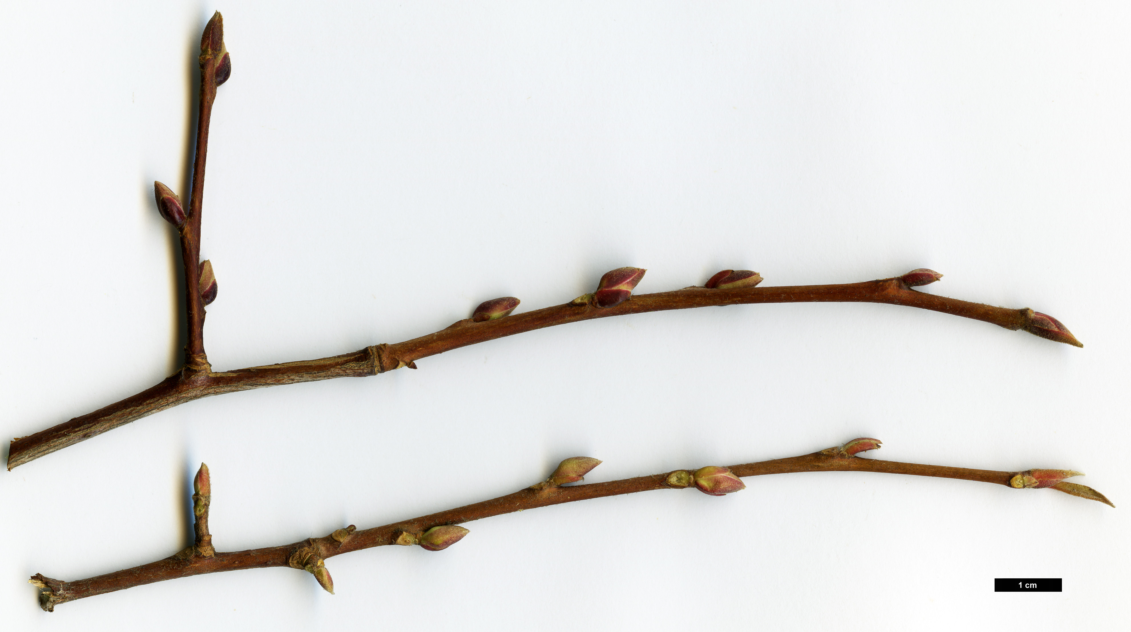 High resolution image: Family: Styracaceae - Genus: Rehderodendron - Taxon: macrocarpum