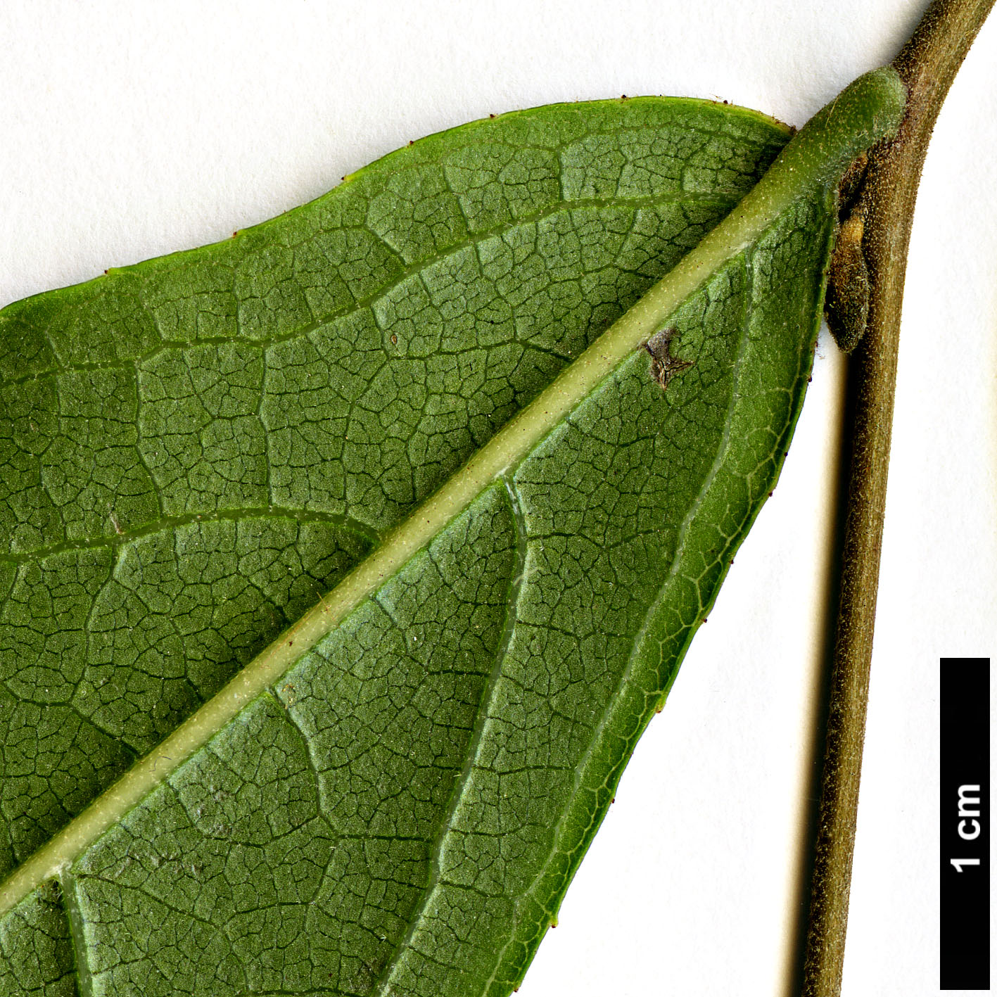 High resolution image: Family: Styracaceae - Genus: Styrax - Taxon: dasyanthus
