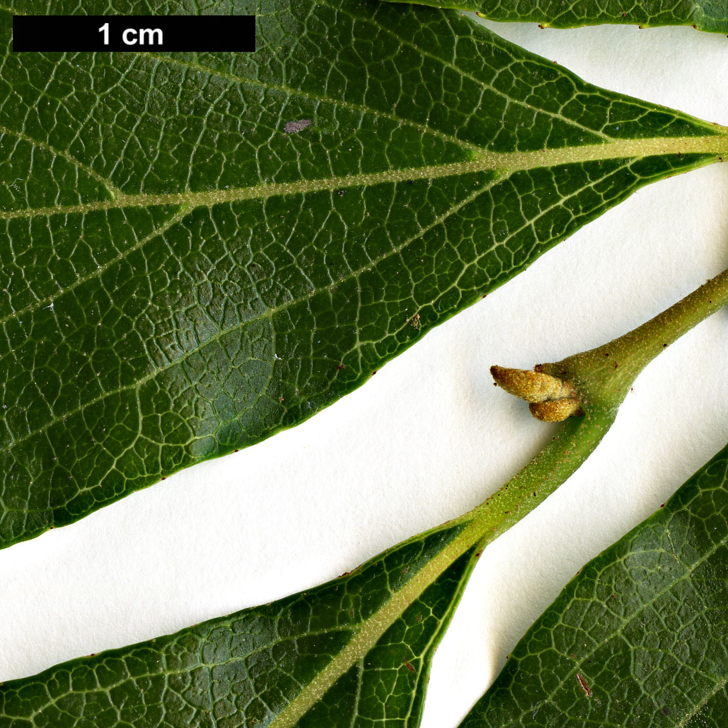 High resolution image: Family: Styracaceae - Genus: Styrax - Taxon: formosanus