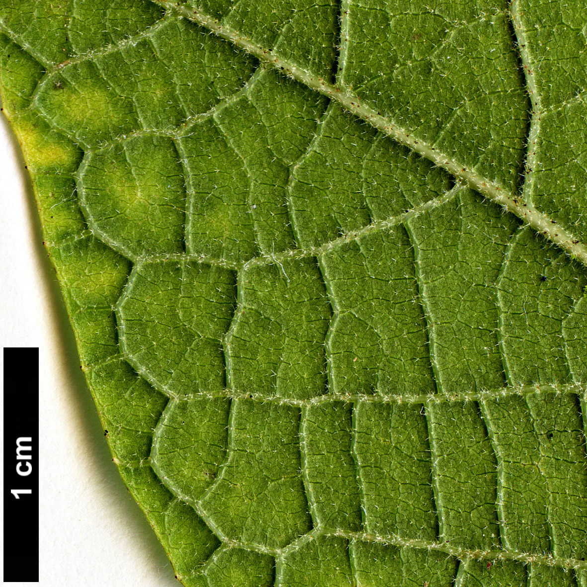 High resolution image: Family: Styracaceae - Genus: Styrax - Taxon: hemsleyanus