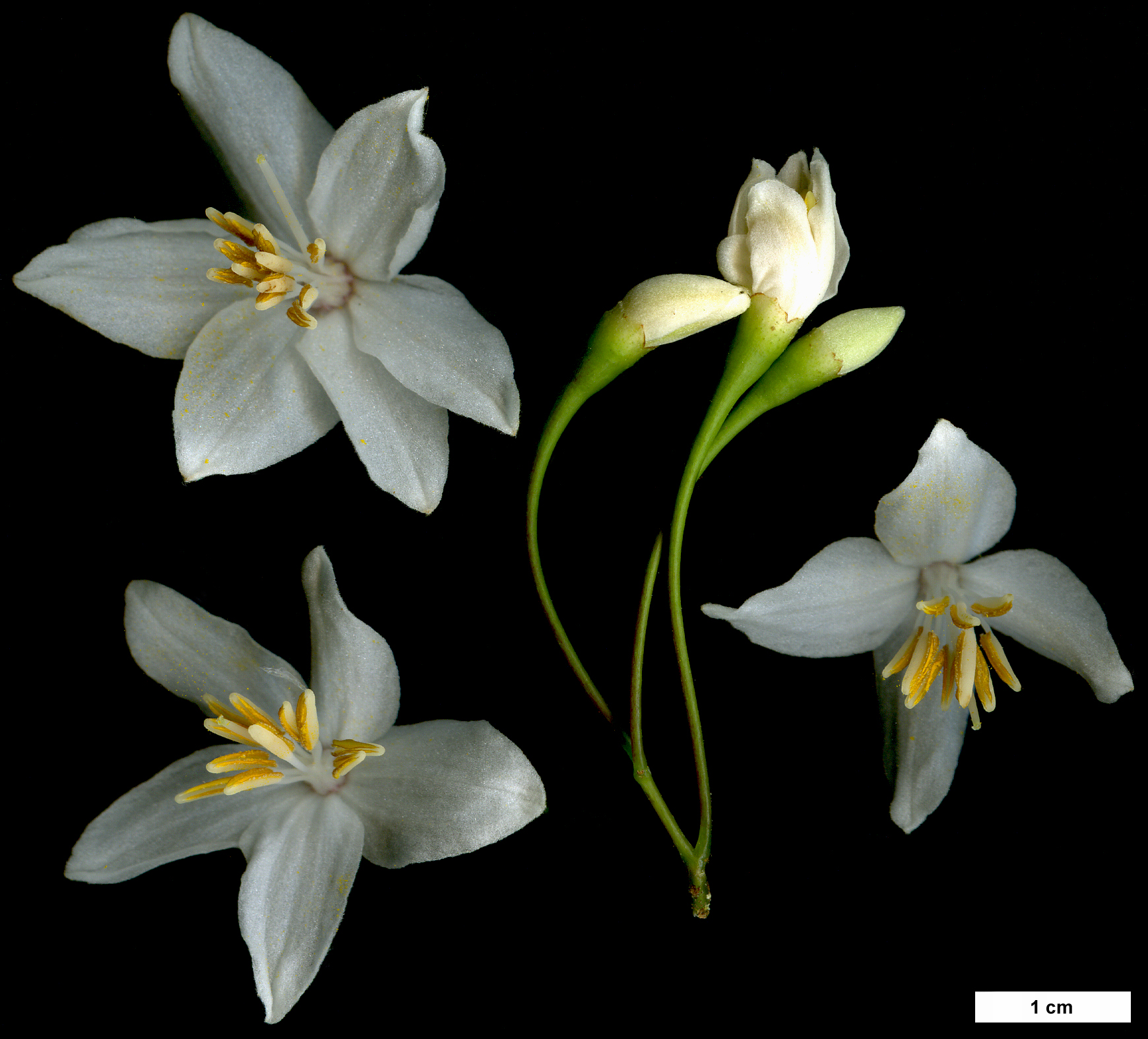 High resolution image: Family: Styracaceae - Genus: Styrax - Taxon: japonicus - SpeciesSub: 'Fargesii'