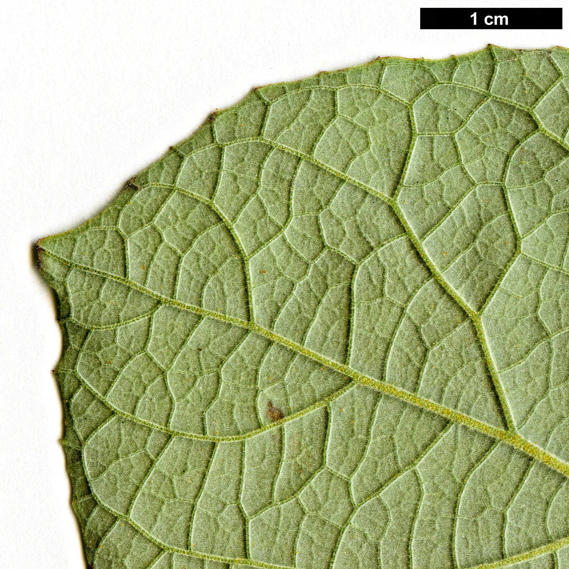 High resolution image: Family: Styracaceae - Genus: Styrax - Taxon: limprichtii