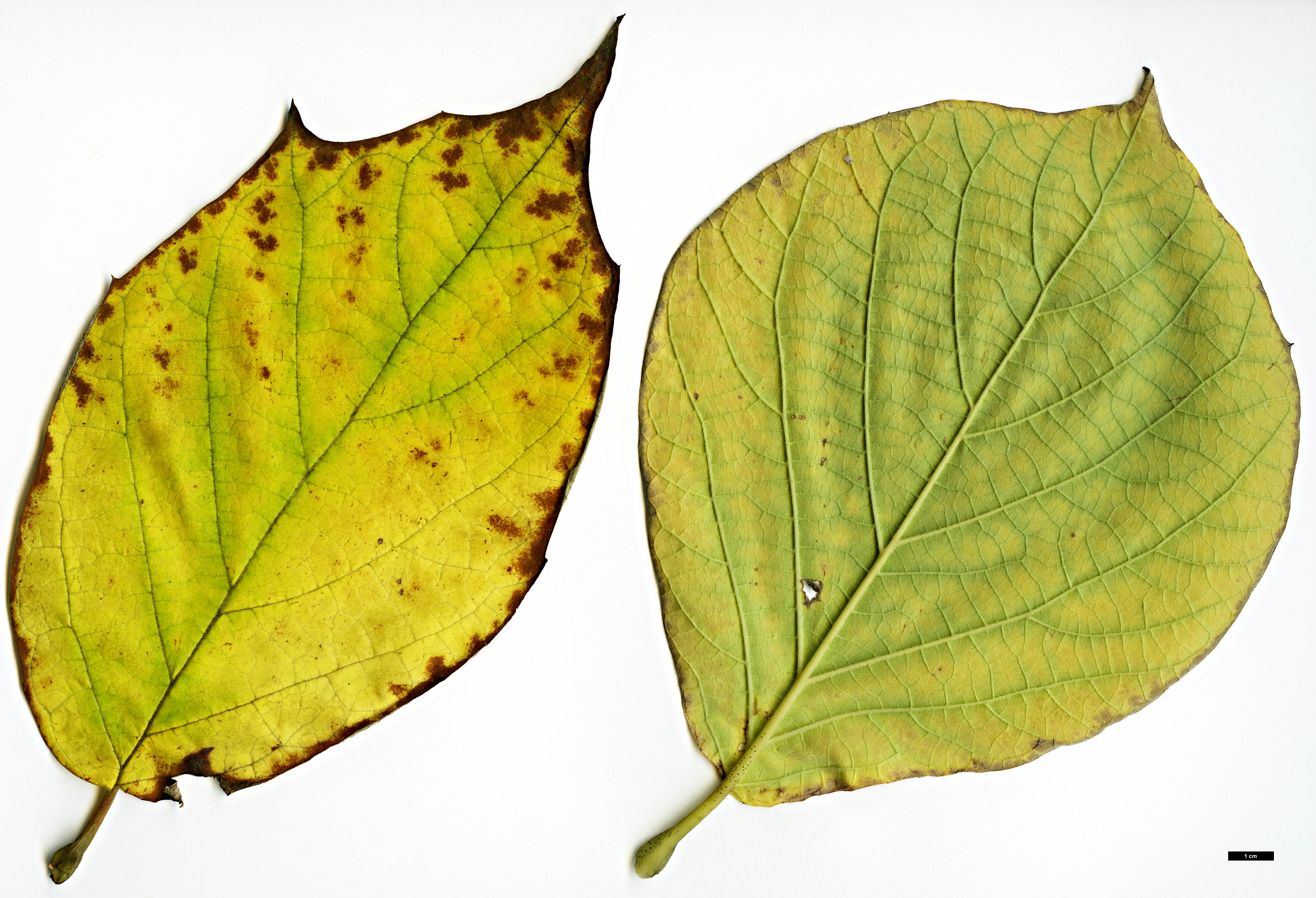 High resolution image: Family: Styracaceae - Genus: Styrax - Taxon: obassia