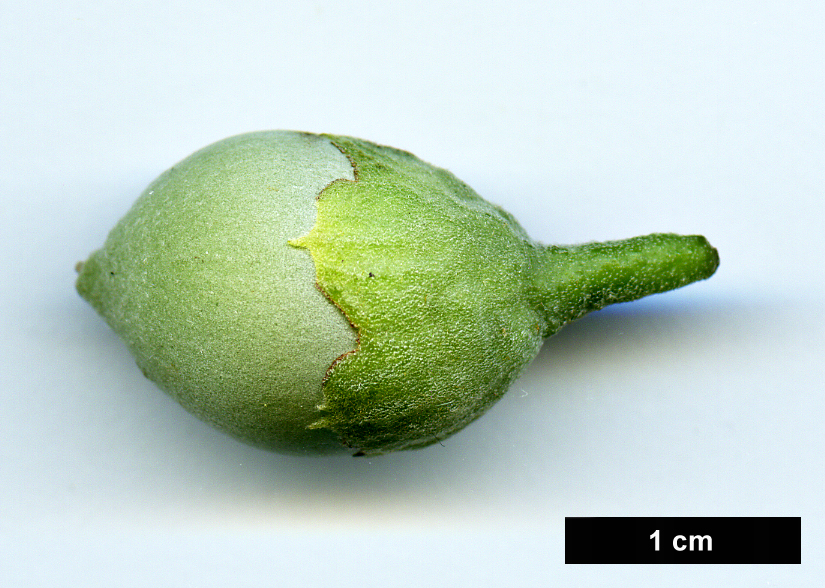 High resolution image: Family: Styracaceae - Genus: Styrax - Taxon: obassia