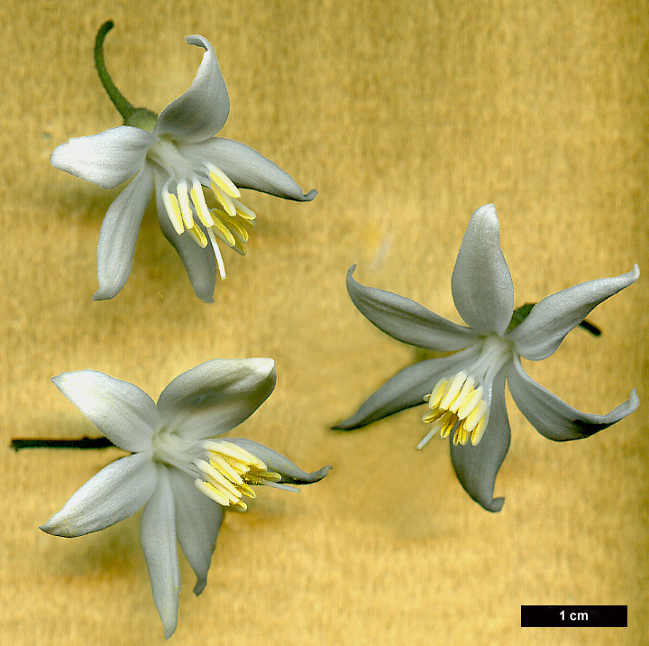 High resolution image: Family: Styracaceae - Genus: Styrax - Taxon: officinalis