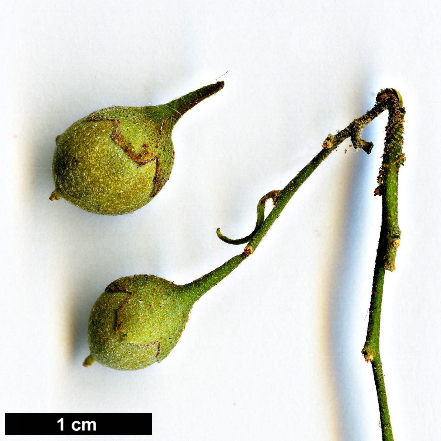 High resolution image: Family: Styracaceae - Genus: Styrax - Taxon: wilsonii