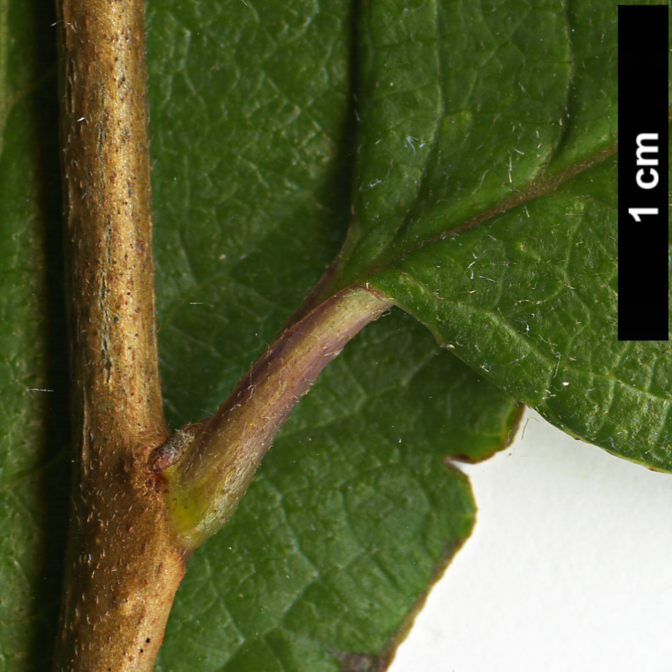High resolution image: Family: Symplocaceae - Genus: Symplocos - Taxon: paniculata
