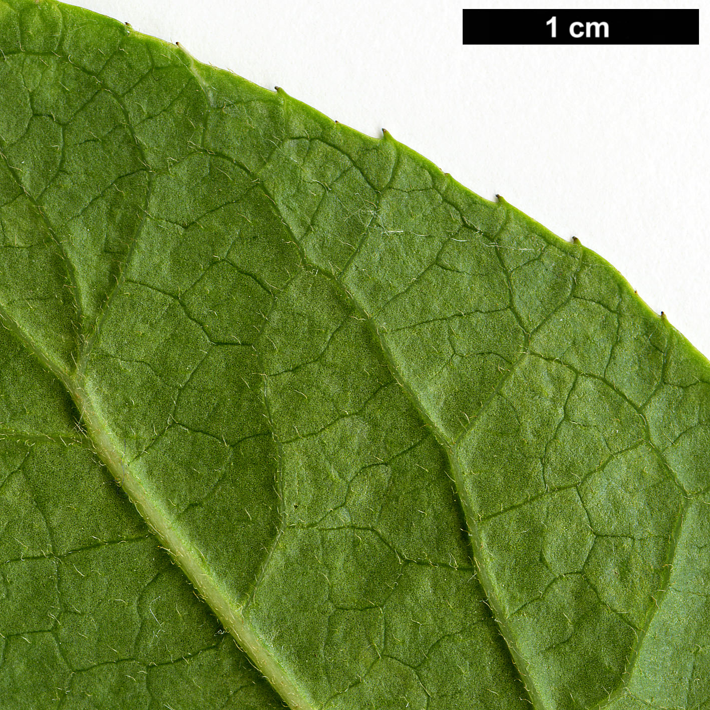 High resolution image: Family: Symplocaceae - Genus: Symplocos - Taxon: paniculata