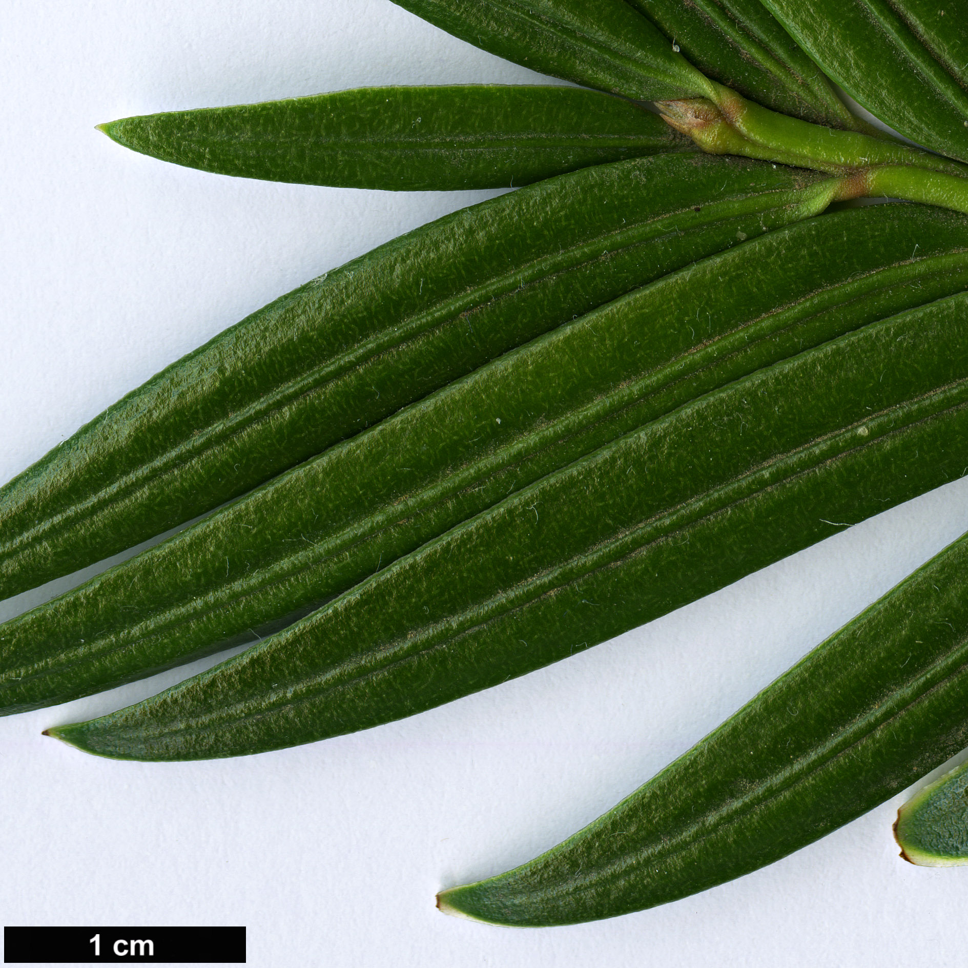 High resolution image: Family: Taxaceae - Genus: Amentotaxus - Taxon: argotaenia