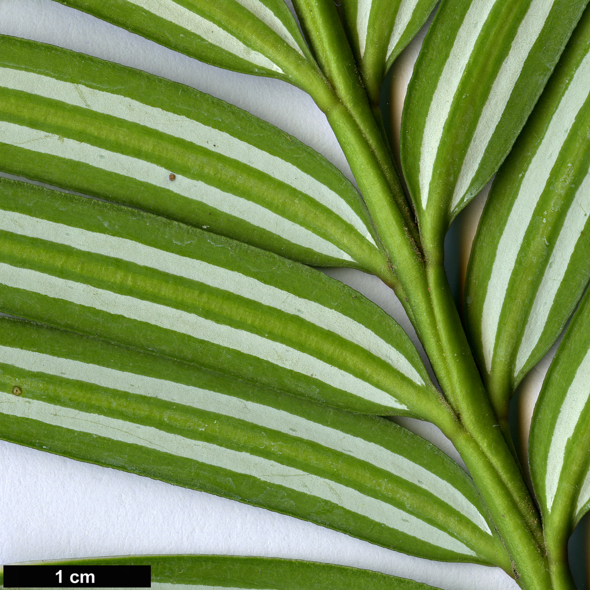 High resolution image: Family: Taxaceae - Genus: Amentotaxus - Taxon: argotaenia