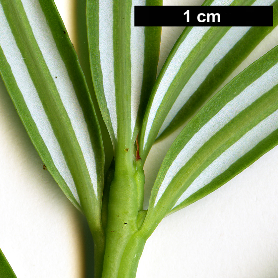 High resolution image: Family: Taxaceae - Genus: Amentotaxus - Taxon: assamica