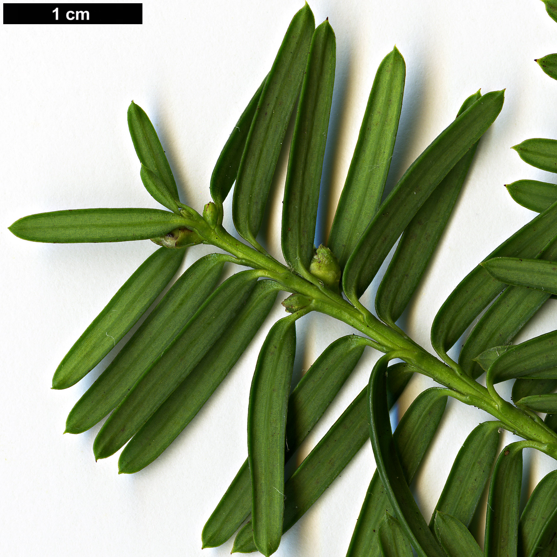 High resolution image: Family: Taxaceae - Genus: Taxus - Taxon: brevifolia