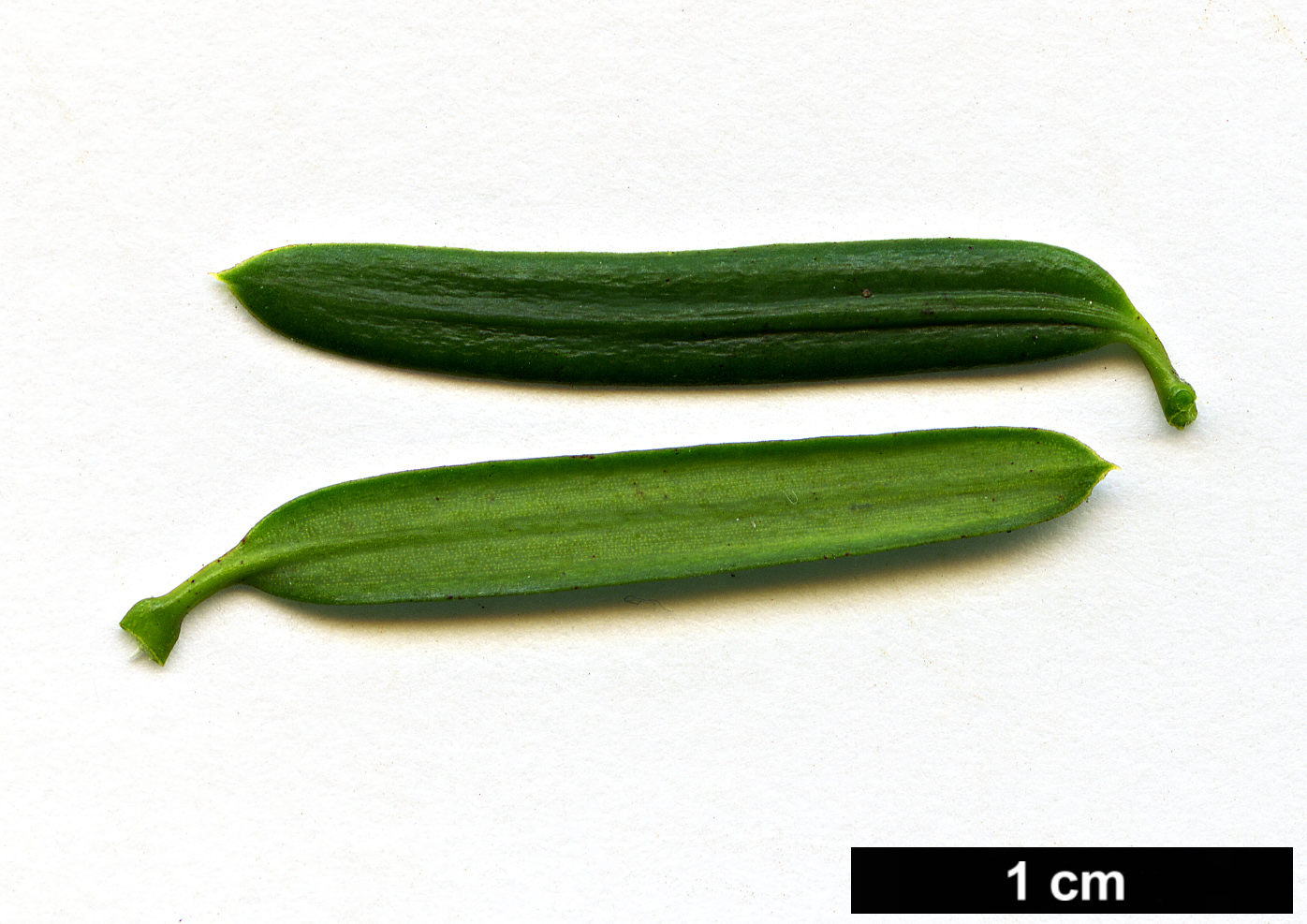 High resolution image: Family: Taxaceae - Genus: Taxus - Taxon: brevifolia