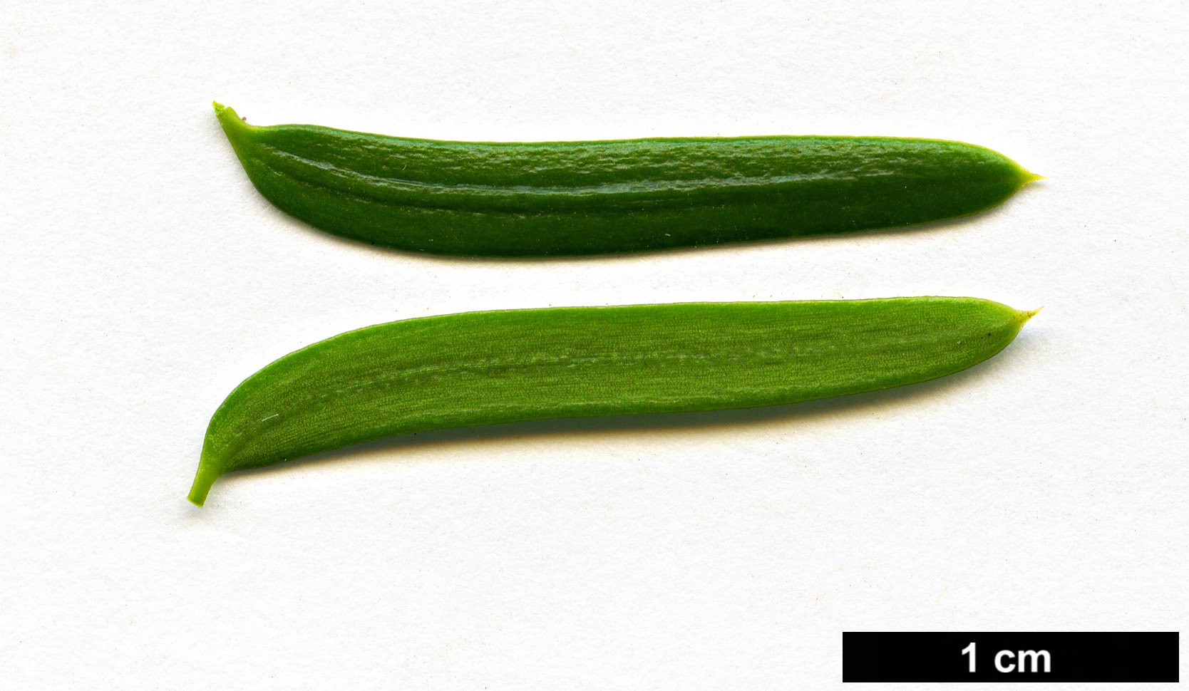High resolution image: Family: Taxaceae - Genus: Taxus - Taxon: chinensis