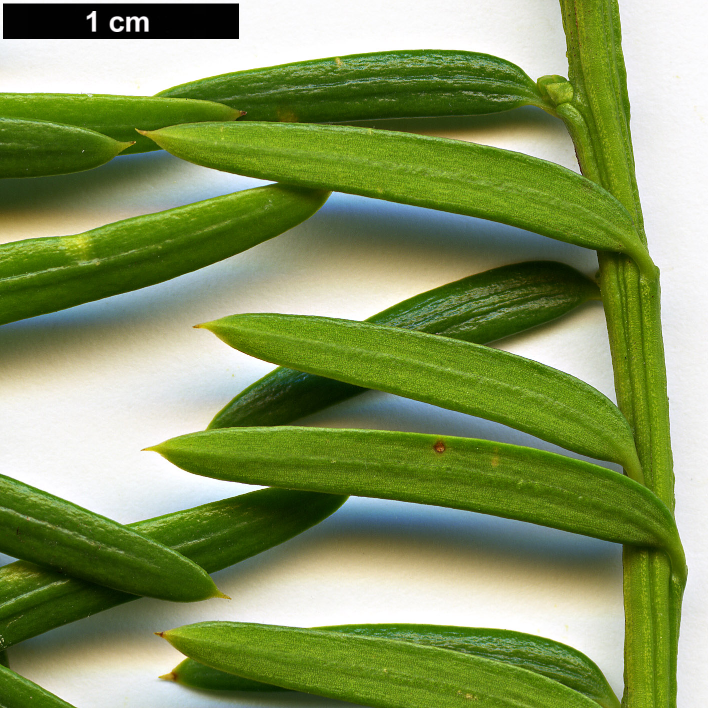 High resolution image: Family: Taxaceae - Genus: Taxus - Taxon: chinensis
