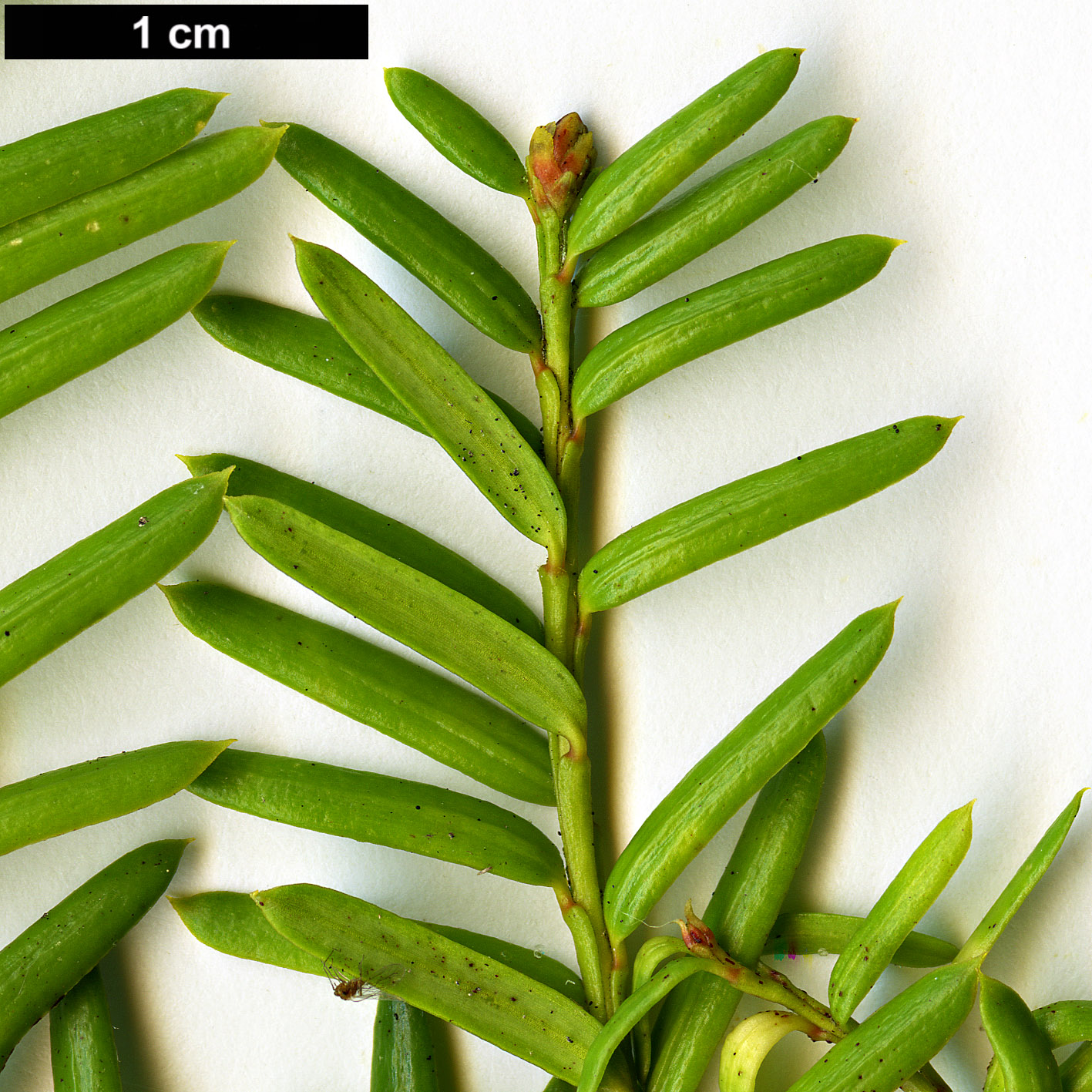 High resolution image: Family: Taxaceae - Genus: Taxus - Taxon: cuspidata