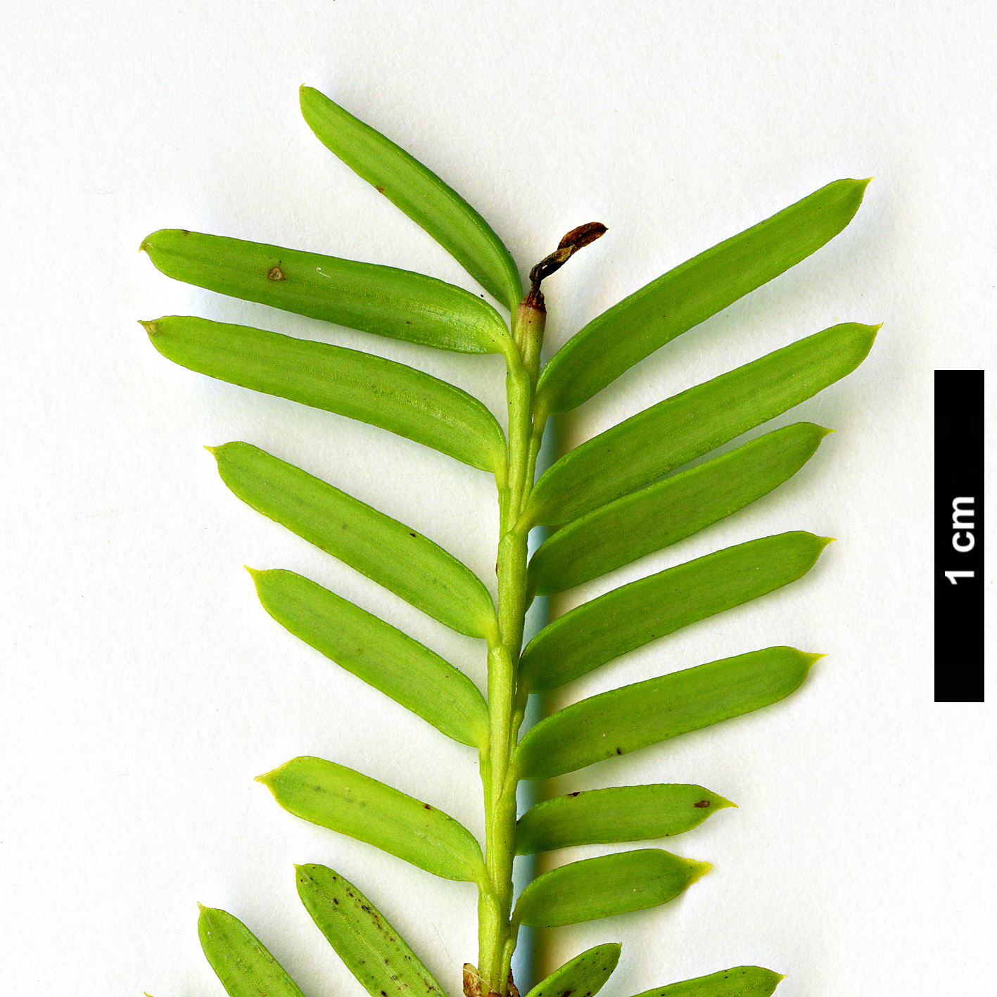High resolution image: Family: Taxaceae - Genus: Taxus - Taxon: cuspidata